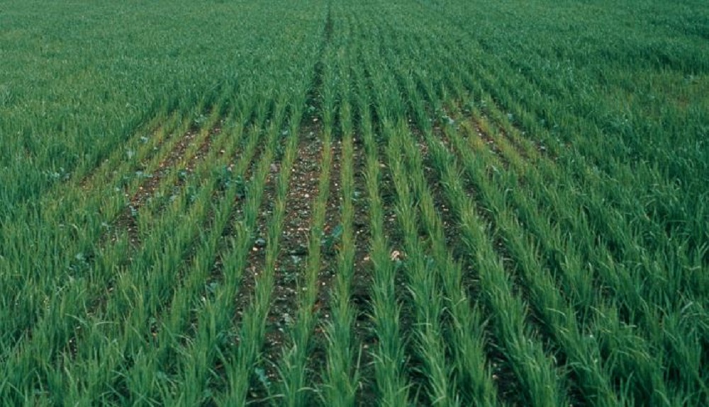 Cereal cyst nematode damage in cereals